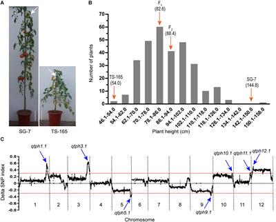 SlGID1a Is a Putative Candidate Gene for qtph1.1, a Major-Effect Quantitative Trait Locus Controlling Tomato Plant Height